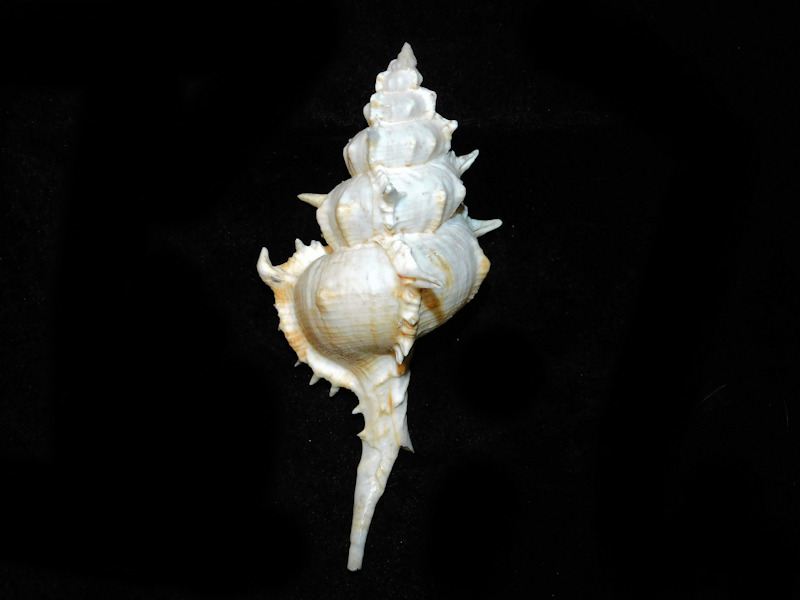 Siratus pliciferoides 5 5/8” or 138.71mm. w/o #700409