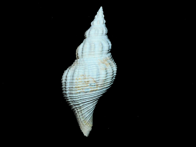 Pliculofusus nodulosus 4 5/8” or 113.55mm. "Lovely"#500043 Pliculofusus nodulosus 4 5/8” or 113.55mm. "Lovely"#500043