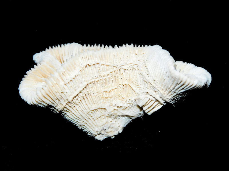 Manicina pliocenica 2 ½” or 60.41mm. "Superb #16991
