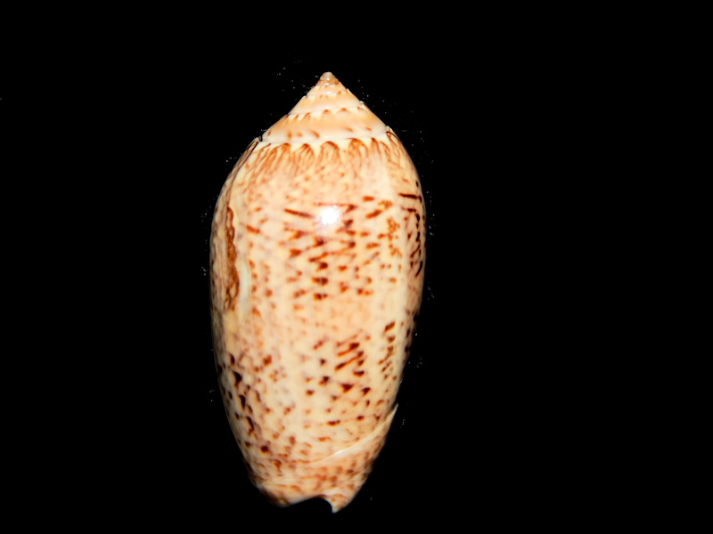 Americoliva polpasta 1 5/8”-West Mexico-Lot#16303 Americoliva polpasta 1 5/8”-West Mexico-Lot#16303