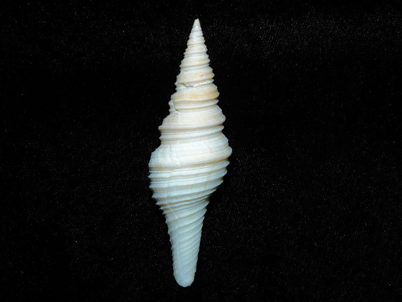 Polystira albida 2 3/4" or 71.91mm. w/o.#17583 - Click Image to Close