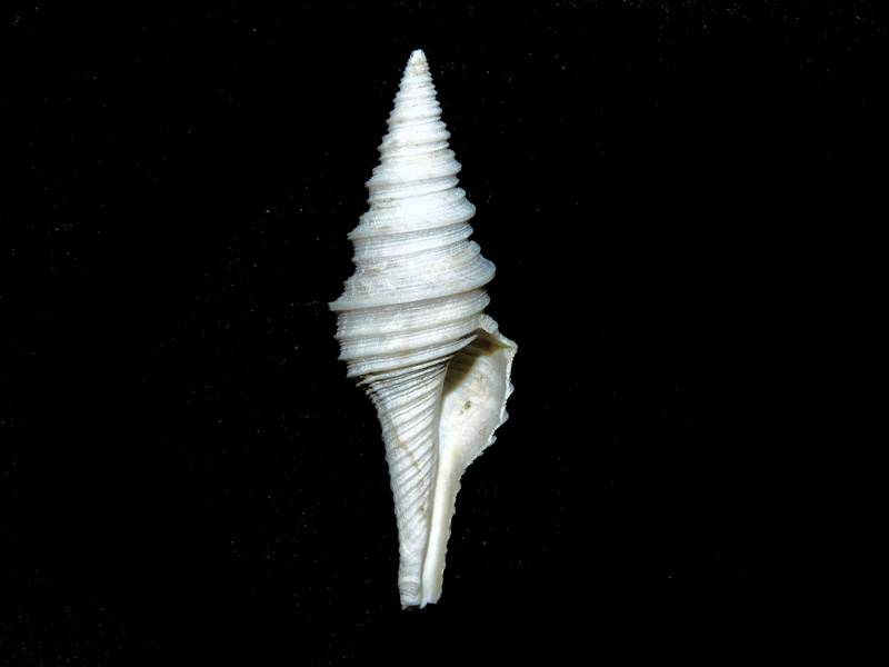 Polystira sp. 1 7/8” or 48.94mm."Gatun Fossil"#700958 - Click Image to Close