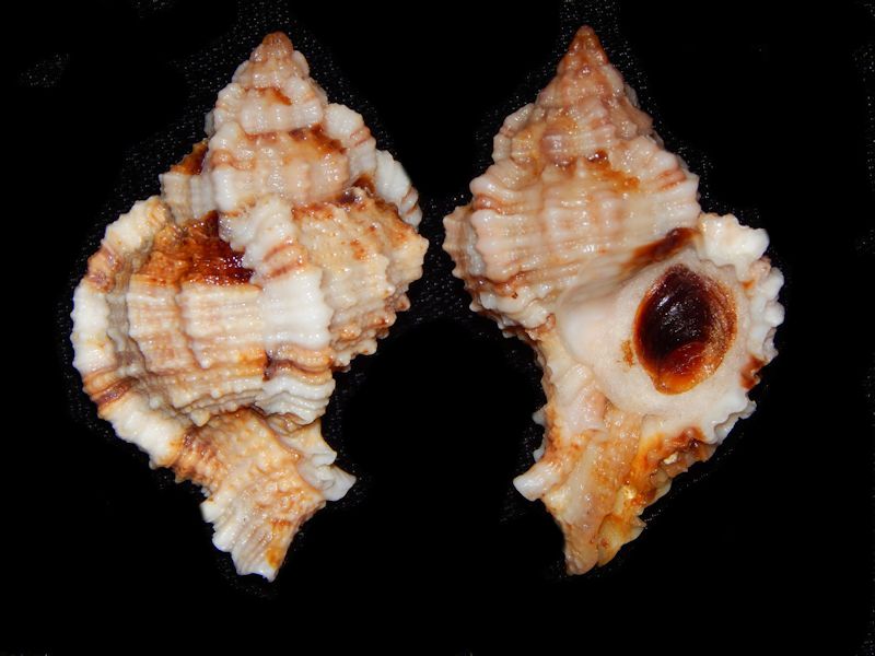 Phyllonotus pomum (2)-2" & 2" Sanibel Island-Lot # 10334 Phyllonotus pomum (2)-2" & 2" Sanibel Island-Lot # 10334