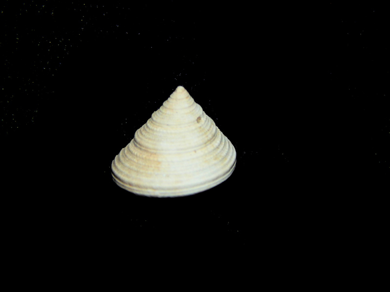 Calliostoma philanthropus pontoni 12.99mm-Lot#16422 Calliostoma philanthropus pontoni 12.99mm-Lot#16422
