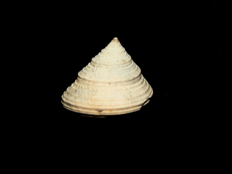 Calliostoma philanthropus pontoni 13.09mm.Uncommon-Lot#16119 Calliostoma philanthropus pontoni 13.09mm.Uncommon-Lot#16119