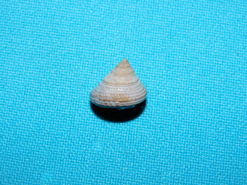 Calliostoma philanthropus pontoni 12.04mm."Rare"#17131