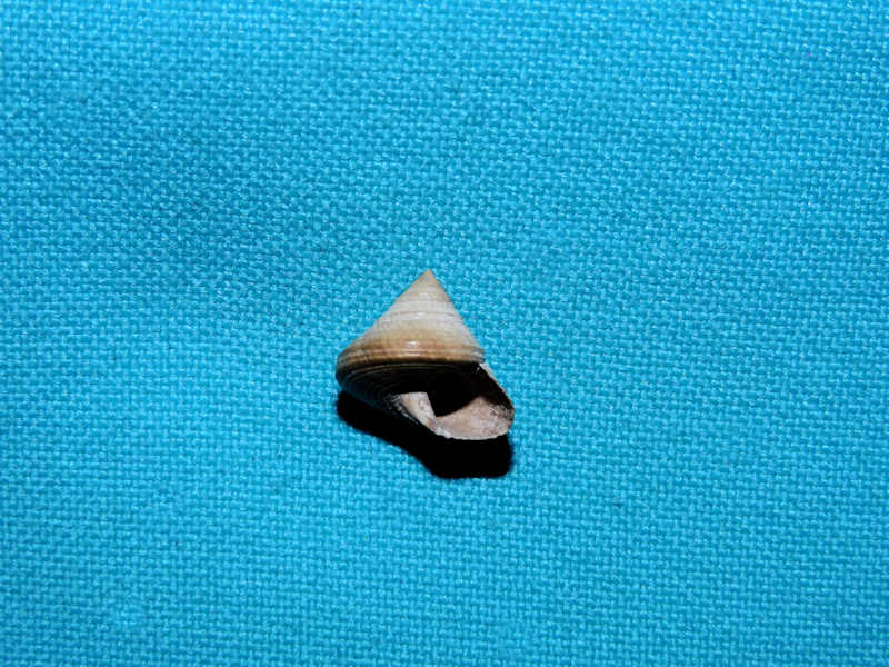 Calliostoma philanthropus pontoni 12.04mm."Rare"#17131