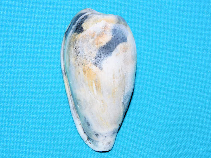 Bullata popenoei 2 5/8” or 62.47mm."Large" #700742 Bullata popenoei 2 5/8” or 62.47mm."Large" #700742