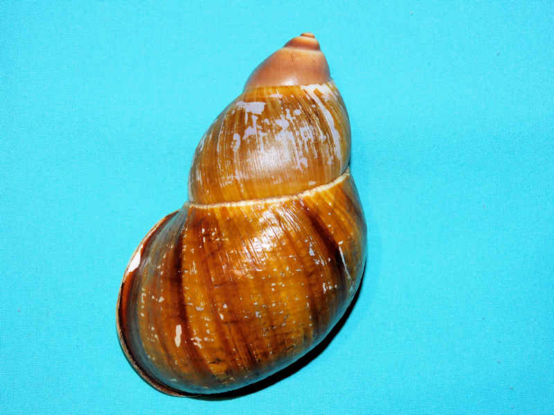 Megalobulimus popelairianus 5 ¾” or 146.97mm. "Uncommon" #700677 Megalobulimus popelairianus 5 ¾” or 146.97mm. "Uncommon" #700677