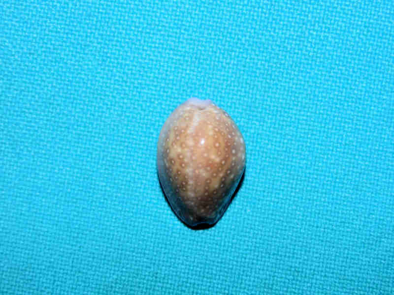 Erosaria poraria 18.55mm. Japanese Specimen #17250 Erosaria poraria 18.55mm. Japanese Specimen #17250