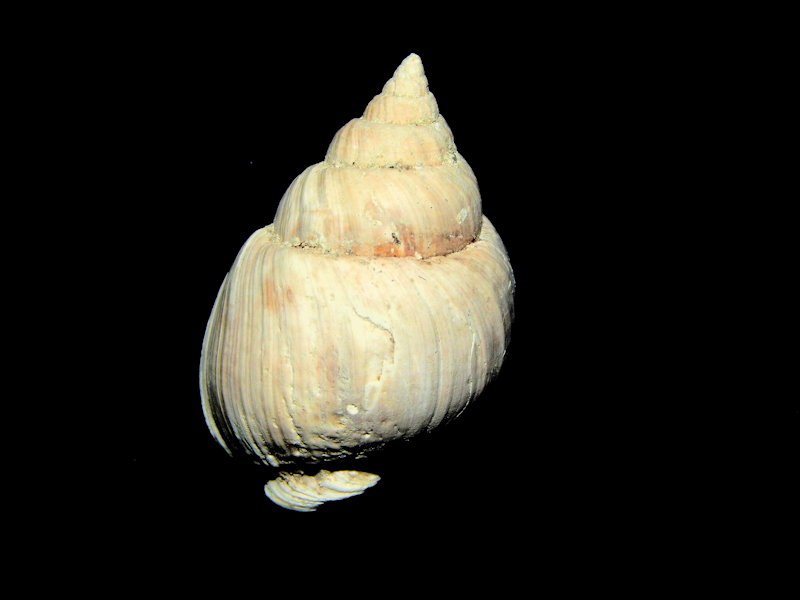 Ilyanassa(Paranassa)porcina 1 ¼” or 30.99mm.Waccamaw#16966 Ilyanassa(Paranassa)porcina 1 ¼” or 30.99mm.Waccamaw#16966