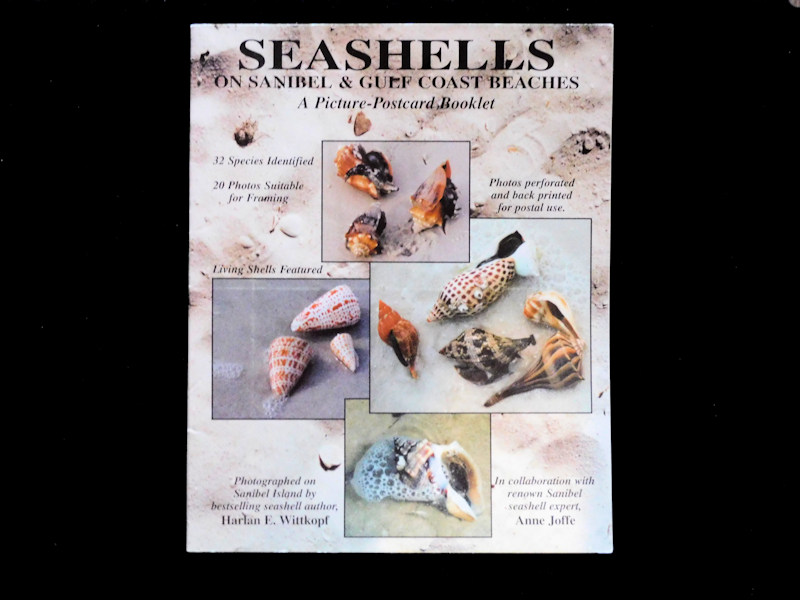 Seashells on Sanibel & Gulf Coast Beaches-#17466