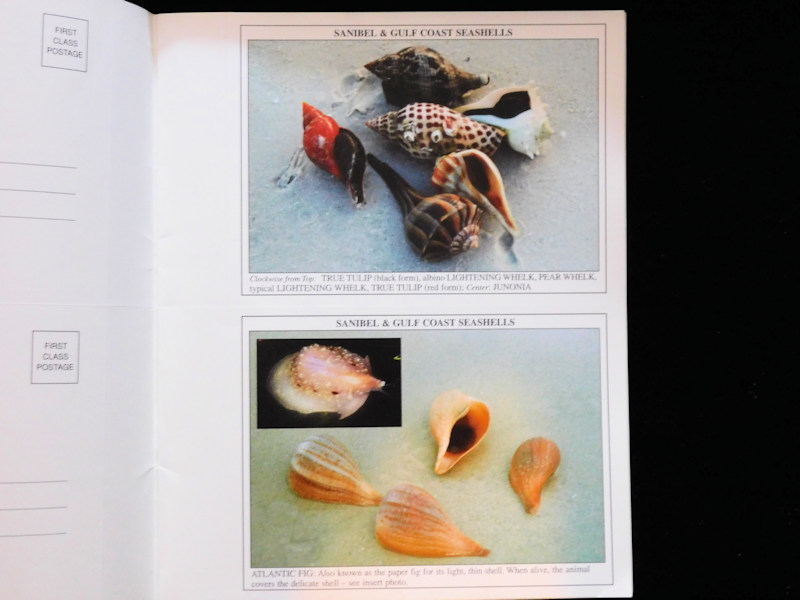 Seashells on Sanibel & Gulf Coast Beaches-Picture Postcard Book