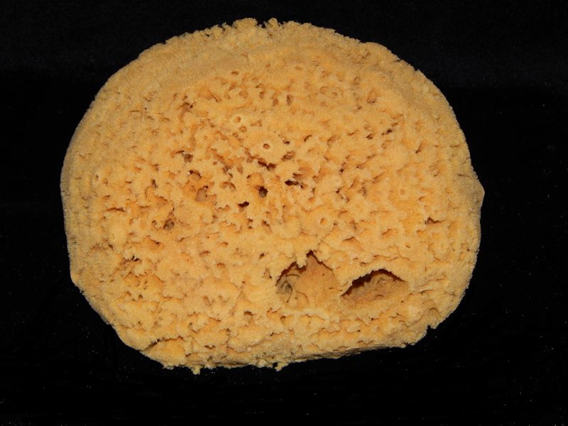 Florida Large premium Wool Sponge 6" -Lot # 10222 Florida Large premium Wool Sponge 6" -Lot # 10222