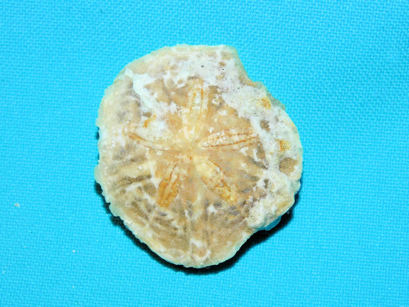 Abertella carlsoni 1 5/8" or 40.45mm."Visible Petals"Rare #17229 Abertella carlsoni 1 5/8" or 40.45mm."Visible Petals"Rare #17229