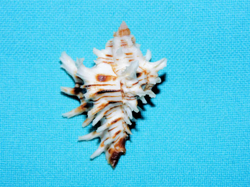 Hexaplex princeps 1 5/8” or 40.90mm w/o."Dwarf"#700521 Hexaplex princeps 1 5/8” or 40.90mm w/o."Dwarf"#700521