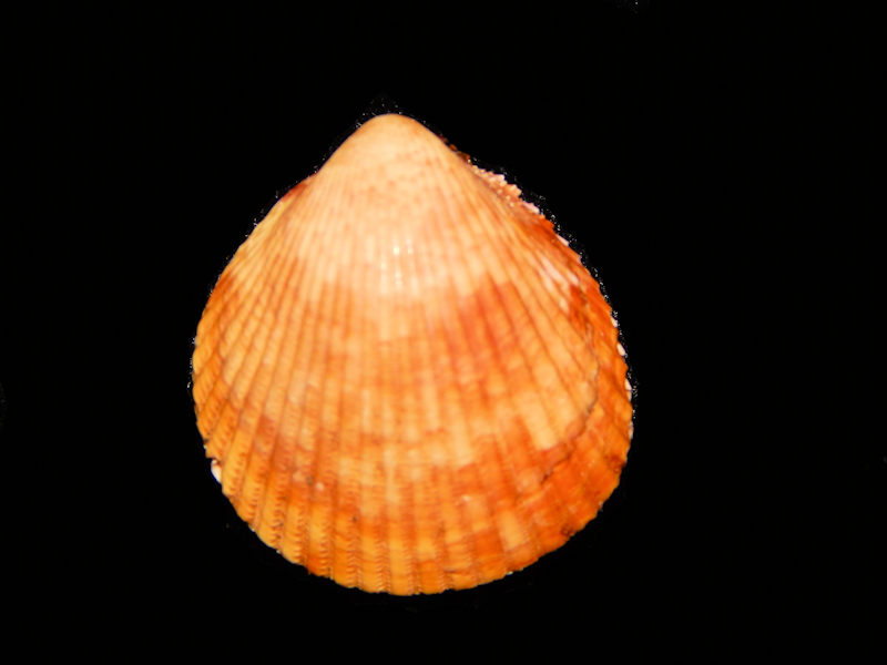 Trachycardium prisipleura-Panama-Lot#12173 Trachycardium prisipleura-Panama-Lot#12173