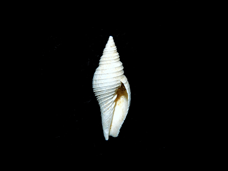 Pleioptygma prodroma 24.15mm.Chipola #17401 - Click Image to Close