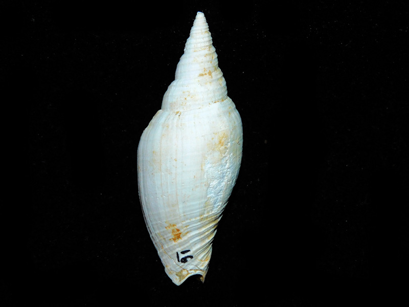 Pleioptygma prodroma 2 1/8” or 52.02mm."Rare Chipola" #700611 Pleioptygma prodroma 2 1/8” or 52.02mm."Rare Chipola" #700611