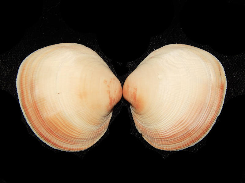 Leukoma (Protothaca) staminea 47mm. Leukoma (Protothaca) staminea 47mm.