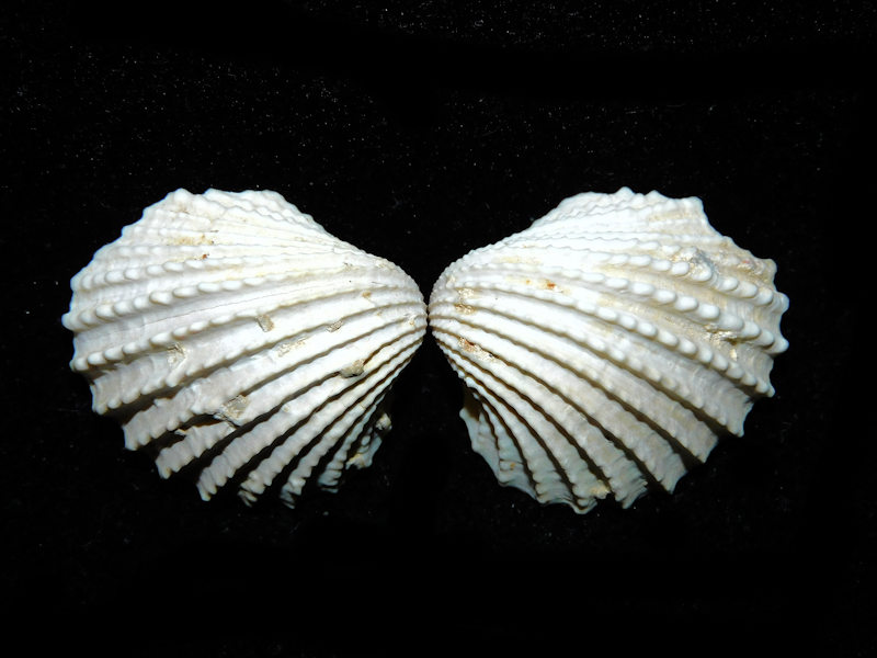Acanthocardia propeciliare 1 ¼”& 30.10mm.Miocene Chipola#700628 Acanthocardia propeciliare 1 ¼”& 30.10mm.Miocene Chipola#700628