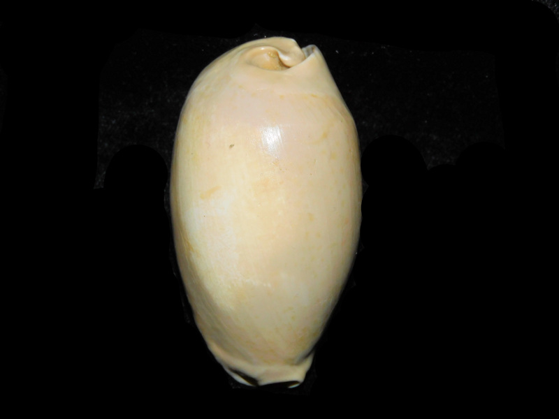 Siphocypraea problematica 2 1/2” or 61.85mm.#17702