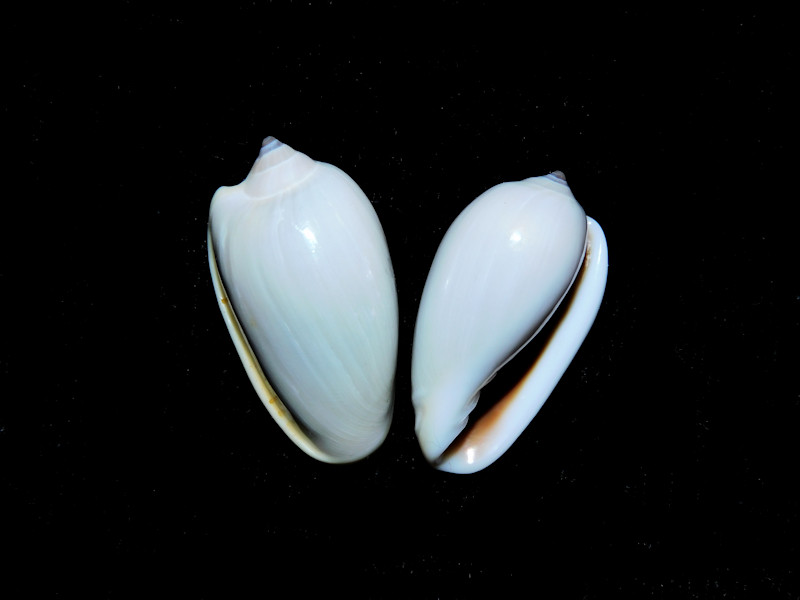 Prunum prunum(2) 25.70mm & 24.07mm. Venezuela-Lot#16815 Prunum prunum(2) 25.70mm & 24.07mm. Venezuela-Lot#16815