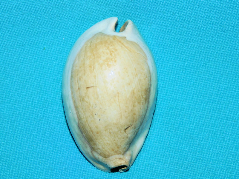Pseudadusta hertweckorum 2 1/8” or 54.34mm."Superb"#800072 Pseudadusta hertweckorum 2 1/8” or 54.34mm."Superb"#800072