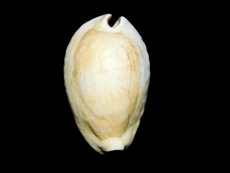 Pseudadusta hertweckorum 1 7/8” or 49.01mm. "Choice" #400093 Pseudadusta hertweckorum 1 7/8” or 49.01mm. "Choice" #400093