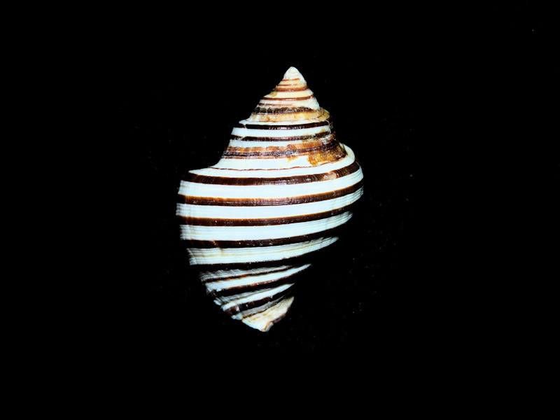 Opeatostoma pseudodon 1 1/2” or 35.28mm."Ecuador" #700307 Opeatostoma pseudodon 1 1/2” or 35.28mm."Ecuador" #700307