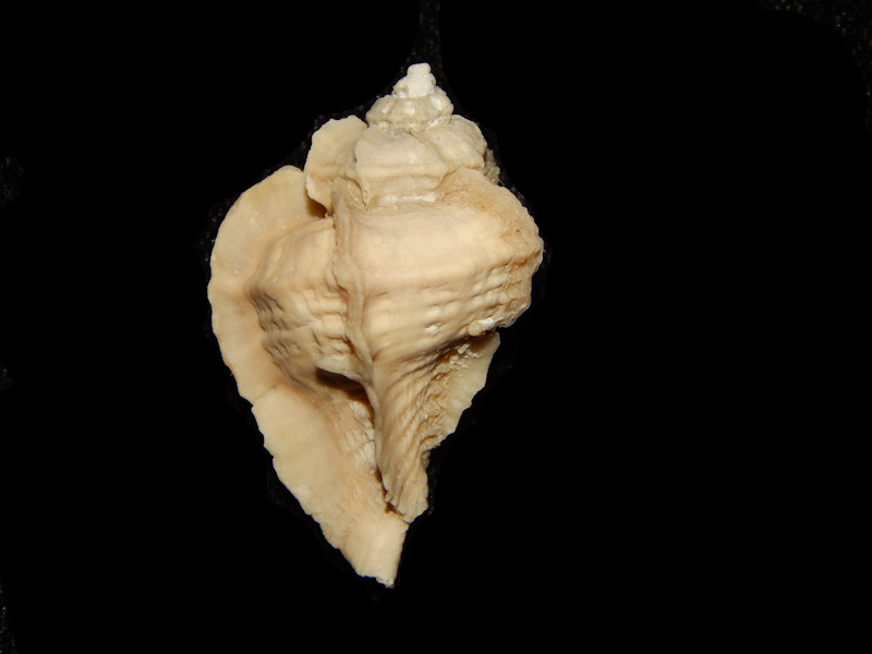 Pterorhytis conradi 1 ¼”-Extinct Juvenile Variant-Lot#13616 Pterorhytis conradi 1 ¼”-Extinct Juvenile Variant-Lot#13616