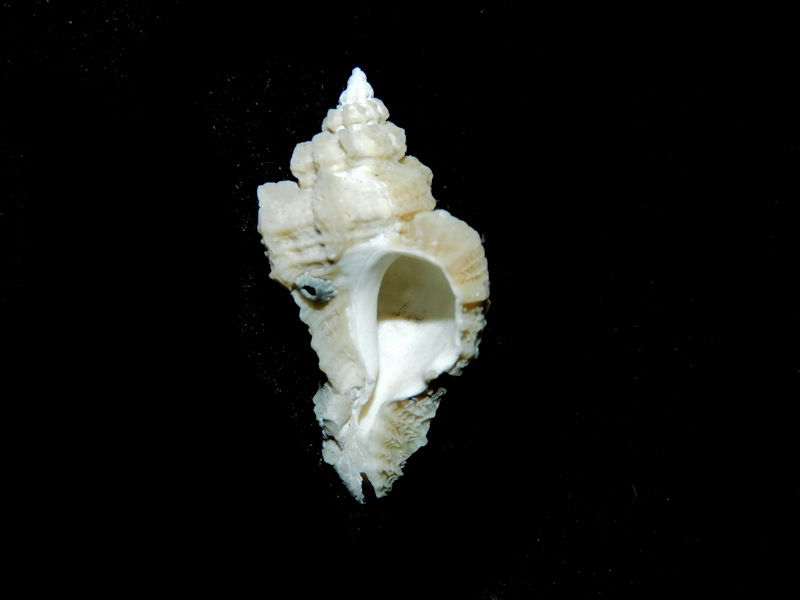 Pterorhytis conradi 1” or 26.36mm."Dwarf"#17376 - Click Image to Close