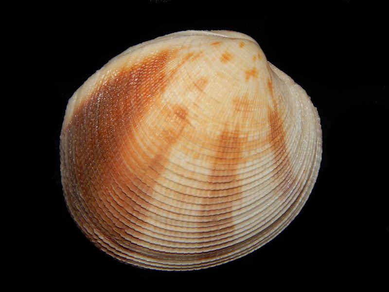 Antigona puerpera 2 ½” -Gorgeous from Guam-Lot#11677 Antigona puerpera 2 ½” -Gorgeous from Guam-Lot#11677