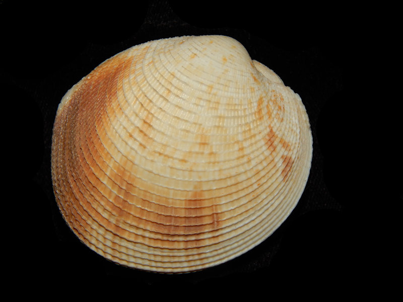 Antigona puerpera 2 1/8”-Asan Pt, Guam-Lot#15057 Antigona puerpera 2 1/8”-Asan Pt, Guam-Lot#15057