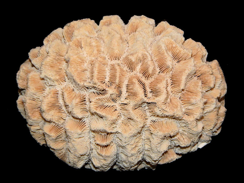 Manicina puntagordensis 7 3/8”-Superb Quality-Lot#16622 Manicina puntagordensis 7 3/8”-Superb Quality-Lot#16622