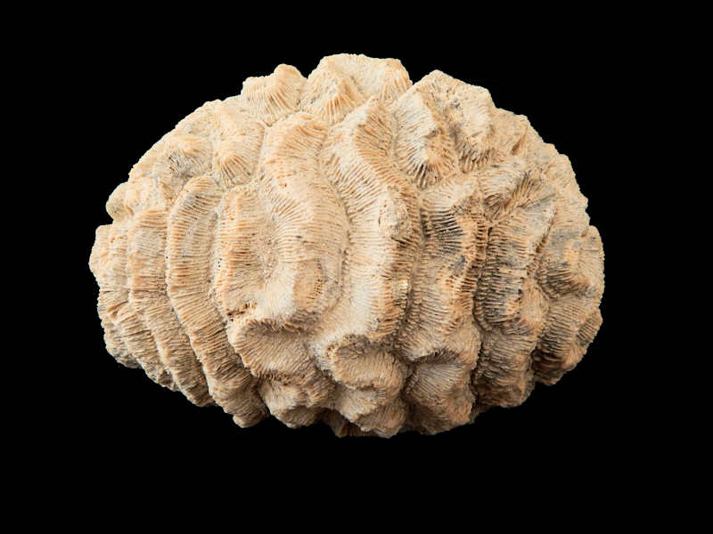 Florida & U.S. Fossil Coral Common & Ultra Rare