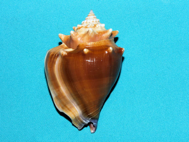 Strombus alatus 3 ½” or 85.02mm. w/o -Sanibel Island #17287 Strombus alatus 3 ½” or 85.02mm. w/o -Sanibel Island #17287