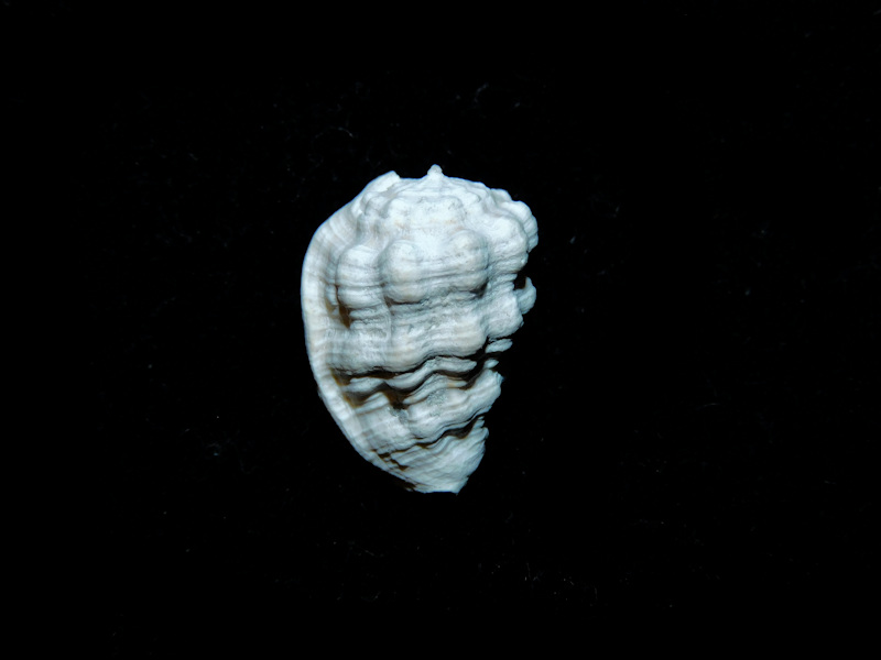 Morum purpureum 18.38mm. "Superb Fossil" #700813 Morum purpureum 18.38mm. "Superb Fossil" #700813