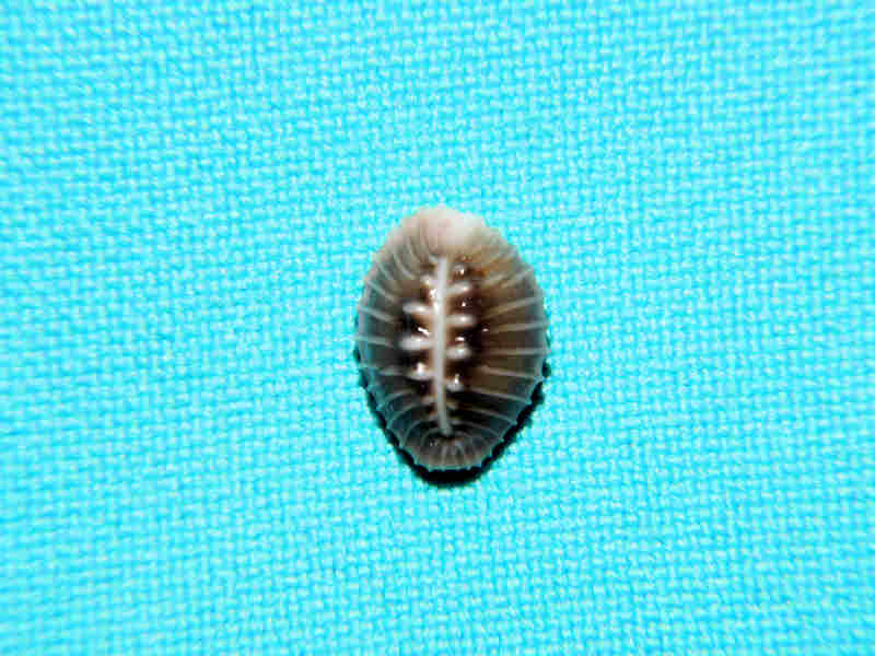 Pusula solandri 12.15mm. "Panama" #700617 Pusula solandri 12.15mm. "Panama" #700617