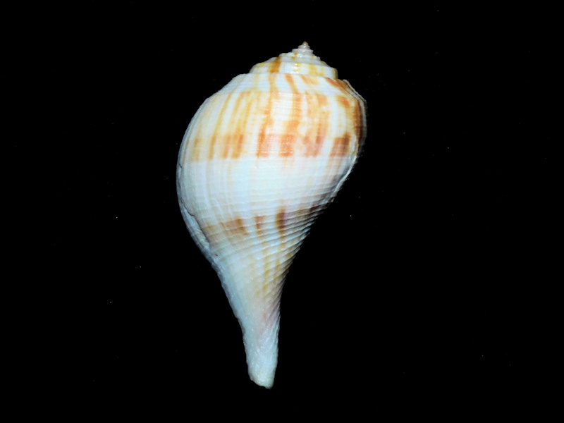 Fulgurposis pyruloides3” or 76.90mm. w/o "Sanibel Island #17288