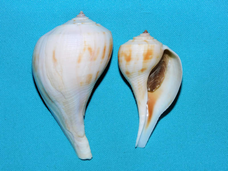 Busycotypus spiratus pyruloides 81.47mm &64.71mm."Sanibel"#17054 Busycotypus spiratus pyruloides 81.47mm &64.71mm."Sanibel"#17054