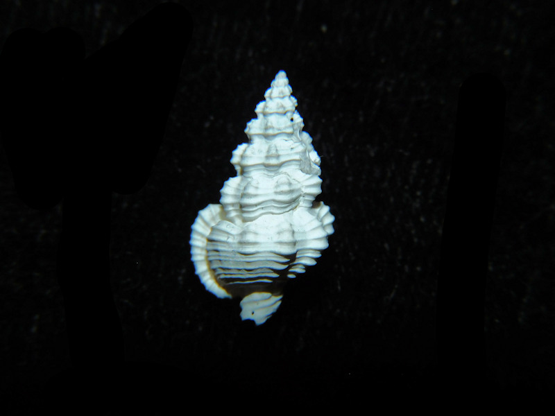 Trajana pyta 16.46mm. "Rare" #17803 Trajana pyta 16.46mm. "Rare" #17803