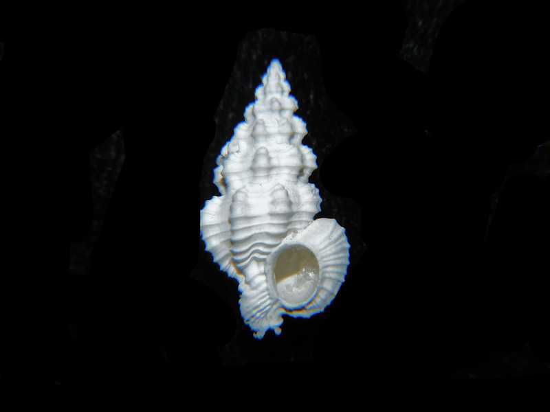 Trajana pyta 16.46mm. "Rare" #17803