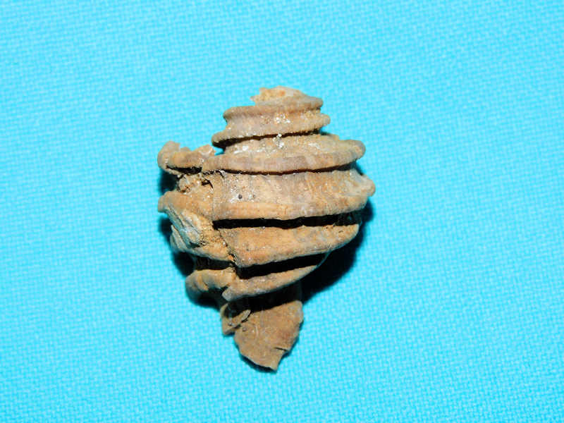 Ecphora quadricostata 1 3/8” & 33.78mm."Jupiter Waterway"#500058 Ecphora quadricostata 1 3/8” & 33.78mm."Jupiter Waterway"#500058