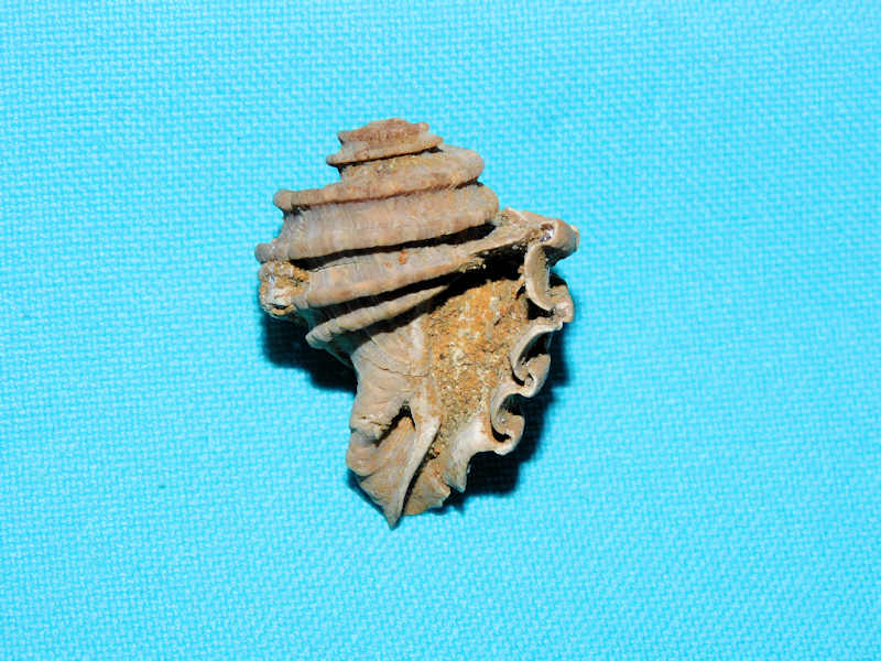 Ecphora quadricostata 1 3/8” & 33.78mm."Jupiter Waterway"#500058