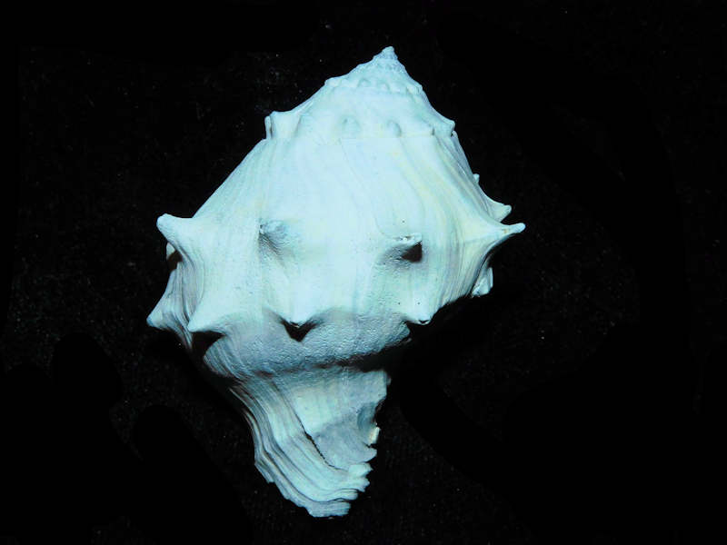 Tropochasca petiti 2” or 51.67mm."Ultra-Rare Juvenile" Lot#17897 (image for) Tropochasca petiti 2” or 51.67mm."Ultra-Rare Juvenile" Lot#17897