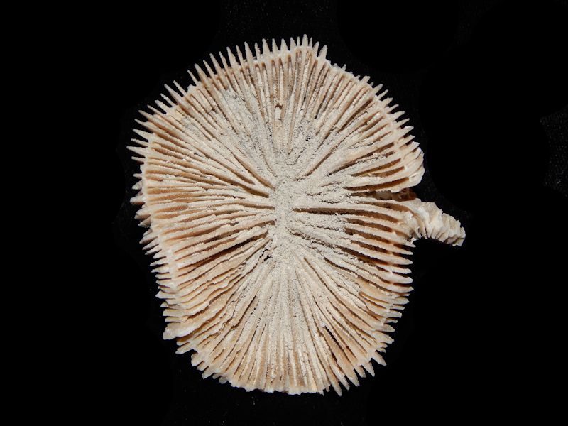 Antillia walli 2 7/8"-Golden Gate Coral-Lot# 10948 Antillia walli 2 7/8"-Golden Gate Coral-Lot# 10948