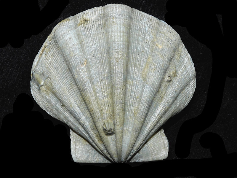 Chesapecten quinarius 3 1/2” or 87.19mm "Superb Miocene"#17764