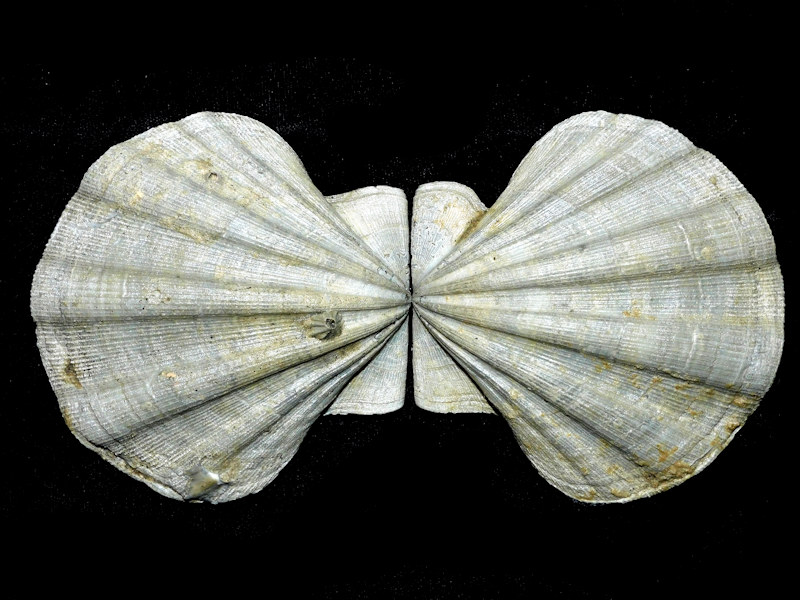 Chesapecten quinarius 3 1/2” or 87.19mm "Superb Miocene"#17764