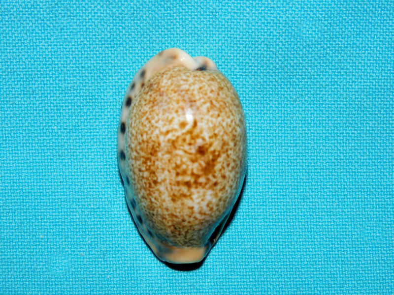 Erronea caurica quinquefasciata 1 5/8” or 40.46mm.#16941